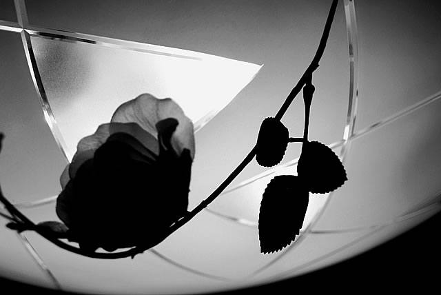 シーリングライト